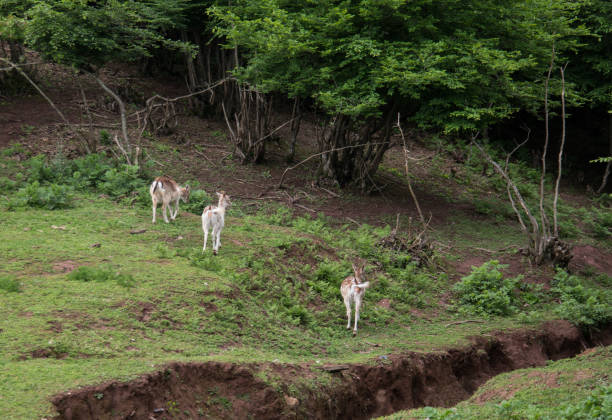 gazelles in the forest - fotografia de stock