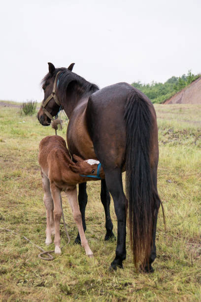 Grazing horse and foal stock photo