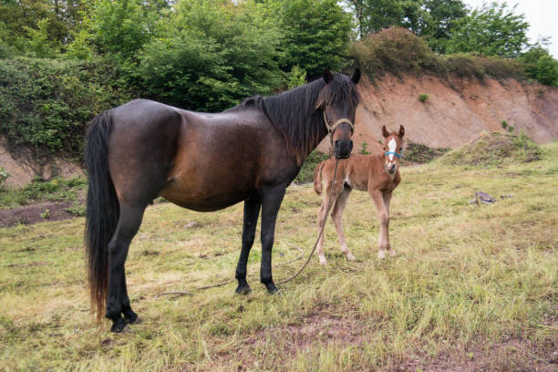 Grazing horse and foal stock photo