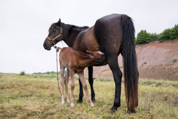 Grazing horse and foal stock photo