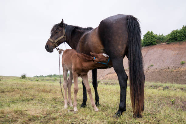 Grazing horse and foal - fotografia de stock