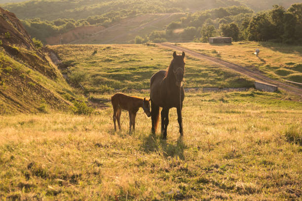 Grazing horse and foal stock photo