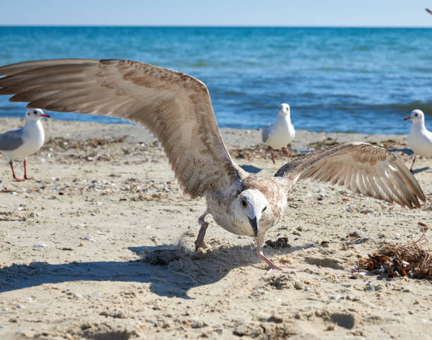 istock flock of seagulls on the beach 1128458764