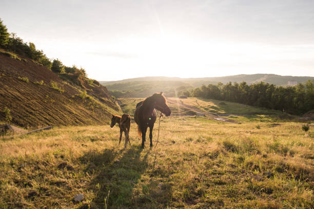 Grazing horse and foal - fotografia de stock