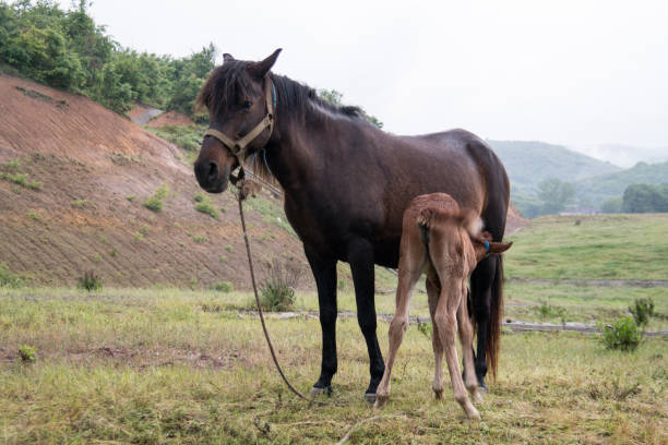 Grazing horse and foal - fotografia de stock