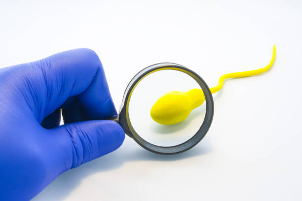 sperm or semen test or analysis concept photo. doctor, technician or scientist looks at model sperm cell through magnifying glass on white background. diagnostics in urology at health and viability - human fertility imagens e fotografias de stock