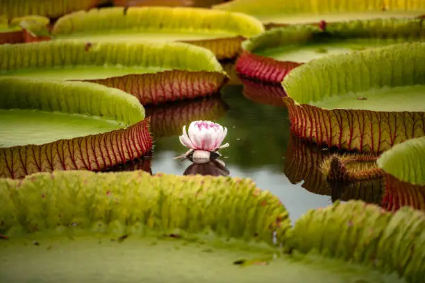 Photo of Waterlilies Victoria