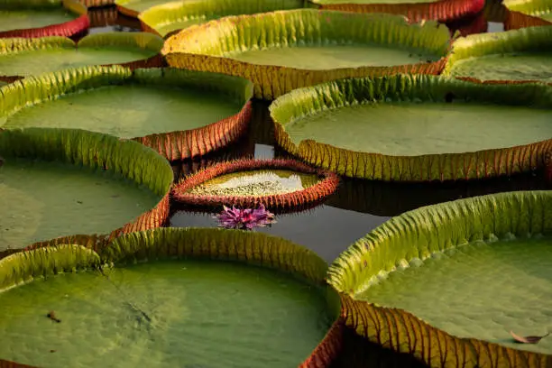 Photo of Waterlilies Victoria