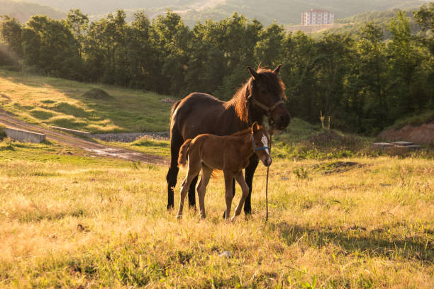 Grazing horse and foal stock photo