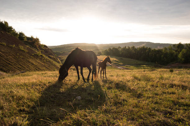 Grazing horse and foal - fotografia de stock