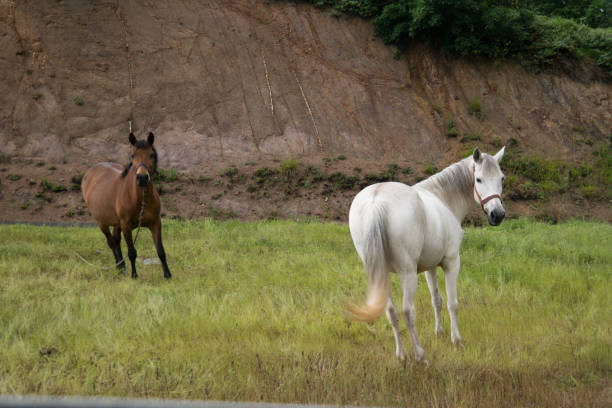 horses on the grassland stock photo