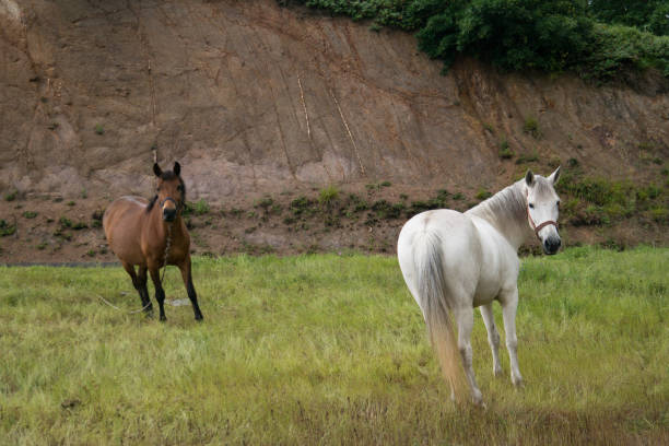 horses on the grassland - fotografia de stock