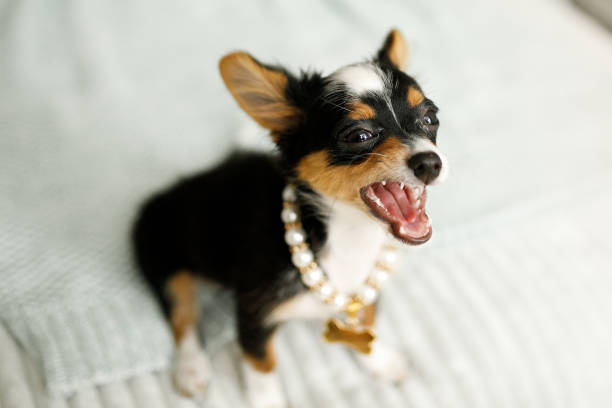 犬の宝石類を身に着けています。 - dog chihuahua pampered pets pets ストックフォトと画像