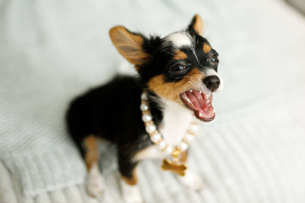 pies na biżuterię - dog chihuahua pampered pets pets zdjęcia i obrazy z banku zdjęć