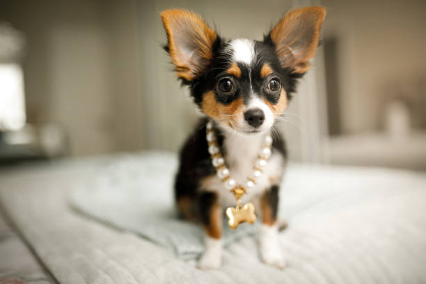 犬の宝石類を身に着けています。 - dog chihuahua pampered pets pets ストックフォトと画像