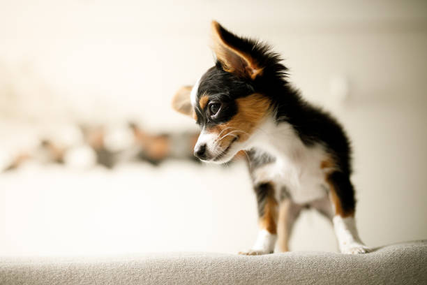 Cute chihuahua puppy.