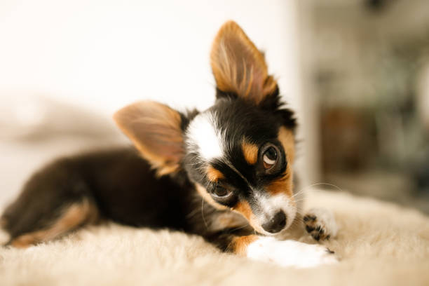 istock Cute chihuahua puppy 1128461182