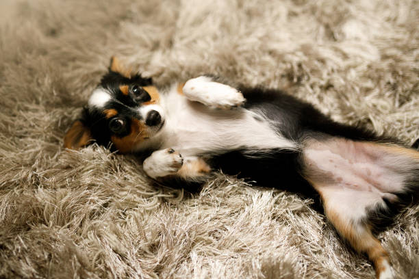 cucciolo di chihuahua che chiede strofinamenti della pancia - dog chihuahua pampered pets pets foto e immagini stock