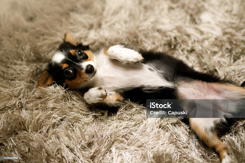 Chihuahua puppy asking for belly rubs Cute chihuahua puppy. Abdomen Stock Photo