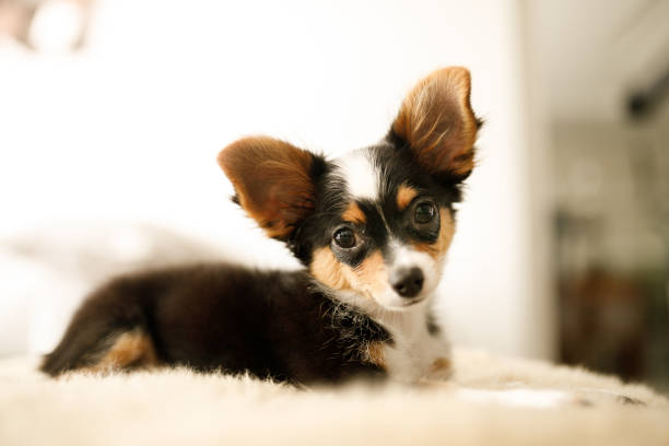 chiot chihuahua mignon - dog chihuahua pampered pets pets photos et images de collection