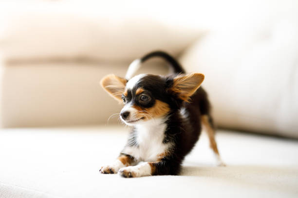 Chihuahua puppy crouching Cute chihuahua puppy. chihuahua dog photos stock pictures, royalty-free photos & images