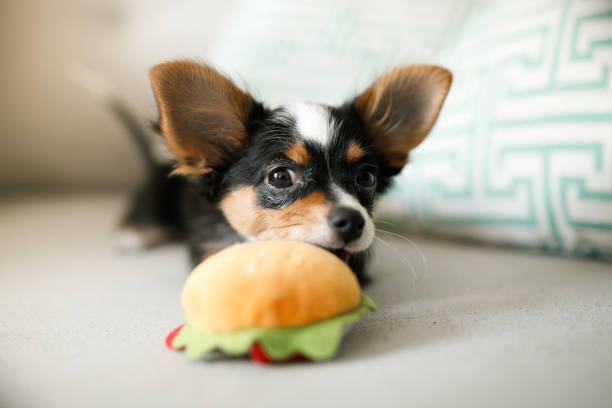 cucciolo di chihuahua che gioca con il giocattolo sandwich - dog chihuahua pampered pets pets foto e immagini stock