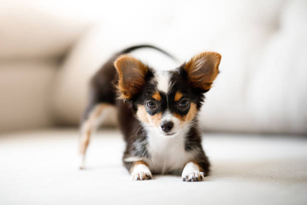 istock Chihuahua puppy crouching 1128461223