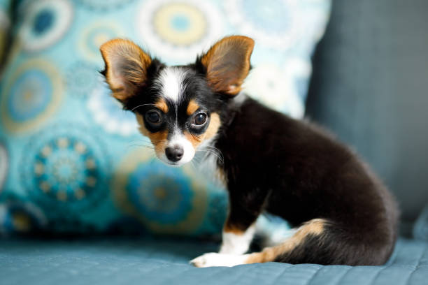 istock Cute chihuahua puppy playing on bed 1128461267