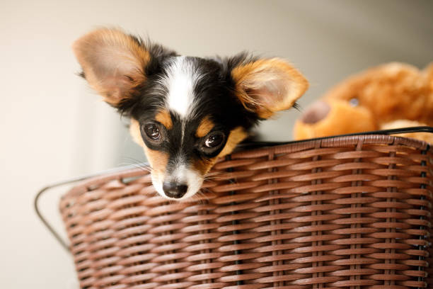 chiot chihuahua dans le panier avec ours en peluche - dog chihuahua pampered pets pets photos et images de collection