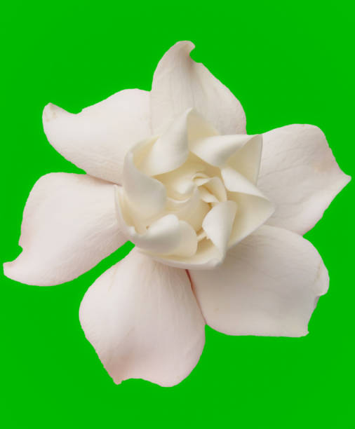 istock Gardenia or Cape Jasmine on a Green Background 1128462313
