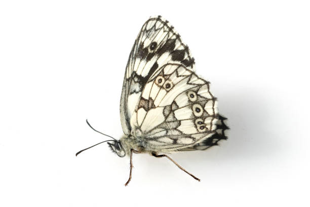 istock checkerboard; melanargia; galathea; butterfly; 1128462707