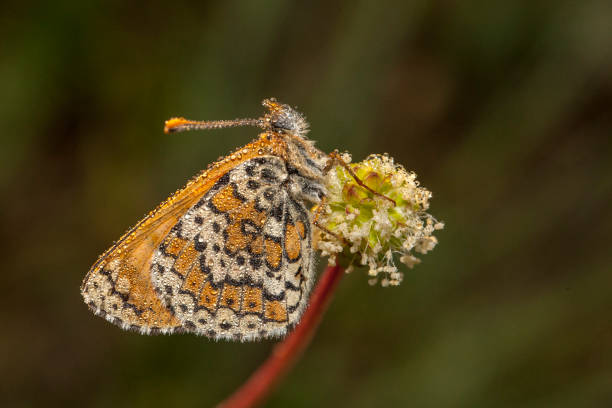 istock butterfly nature flower macro drop 1128463508