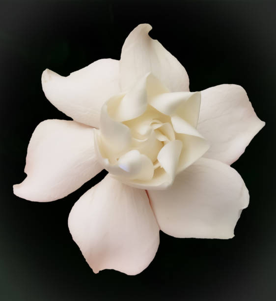 gardenia o jazmín del cabo en un fondo negro - jeanne fotografías e imágenes de stock