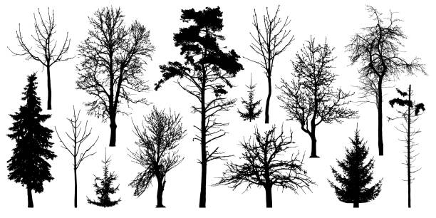 잎 없이 숲 나무. 겨울 나무, 실루엣 벡터. 매듭을 가진 고립 된 나무 줄기의 сollection - tree outline branch forest stock illustrations