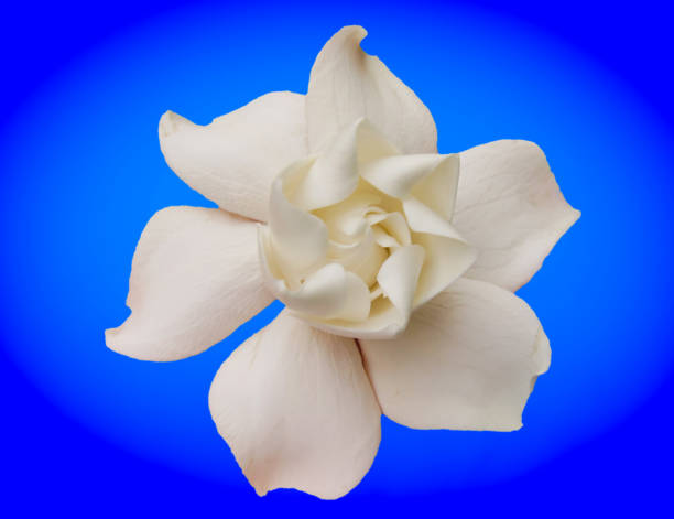 istock Gardenia or Cape Jasmine on a Blue Background 1128463778