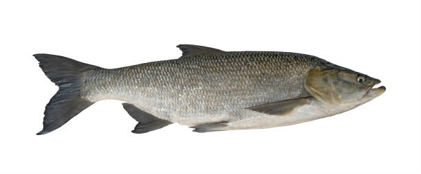 istock Aspius fishing. Big asp fish isolated on white background 1128463805