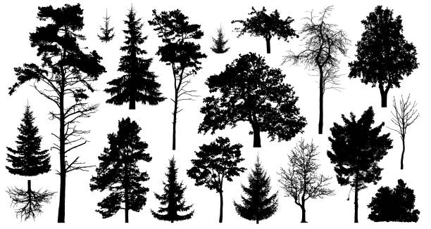 Set of a variety of forest trees. Isolated on white background. Collection of silhouette vector illustration Set of a variety of forest trees. Isolated on white background. Collection of silhouette vector illustration snag tree stock illustrations