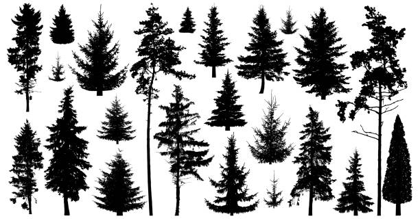 illustrations, cliparts, dessins animés et icônes de silhouette de pins. ensemble d’arbres de la forêt isolé sur fond blanc. arbres de collection de forêt de conifères à feuilles persistantes. arbre de noël, sapin, pin, sapin, sapin de scotch, cèdre - pine tree forest summer evergreen tree