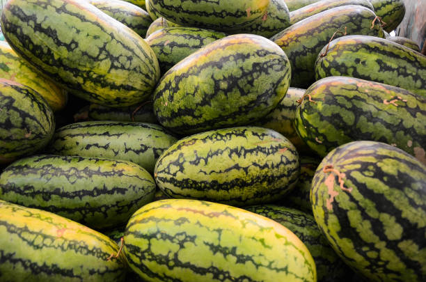 Agriculture in Midwest USA Produce Watermelon as part of Photo Series Involving Soybeans Crop, Tomatoes, Corn Field, Watermelon, Cantaloupes, Squash, Jalapeño Pepper and Cucumbers