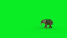The 3d Elephant Walk Animation On Green Screen And Hyper Realistic Render  Stock Video - Download Video Clip Now - iStock