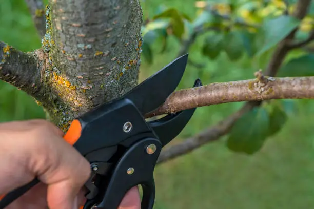 Gardener pruns the fruit trees by pruner shears. Farmer hand with garden secateurs on natural green background.