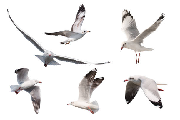 istock Set of seagulls flying isolated on white background 1128468329