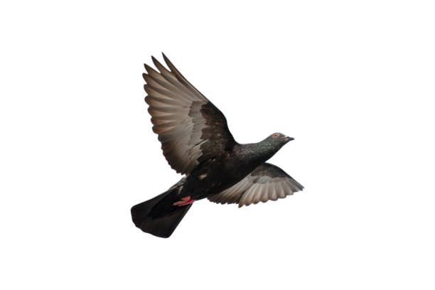 istock pigeon flying isolated on white background - clipping paths 1128469290