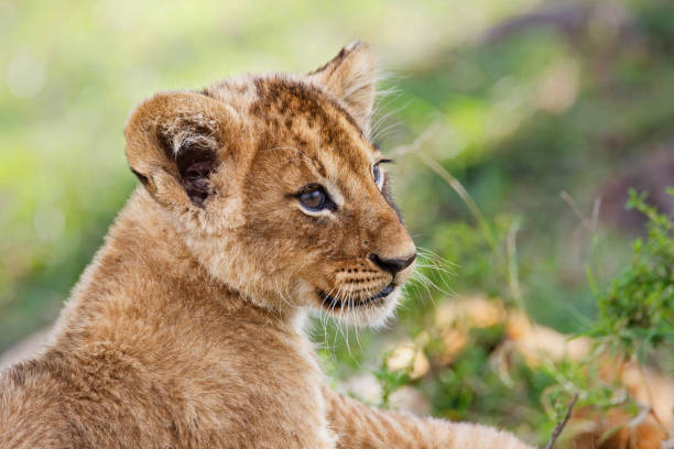 istock Lion cub playing in Masai Mara in Kenya 1128469616