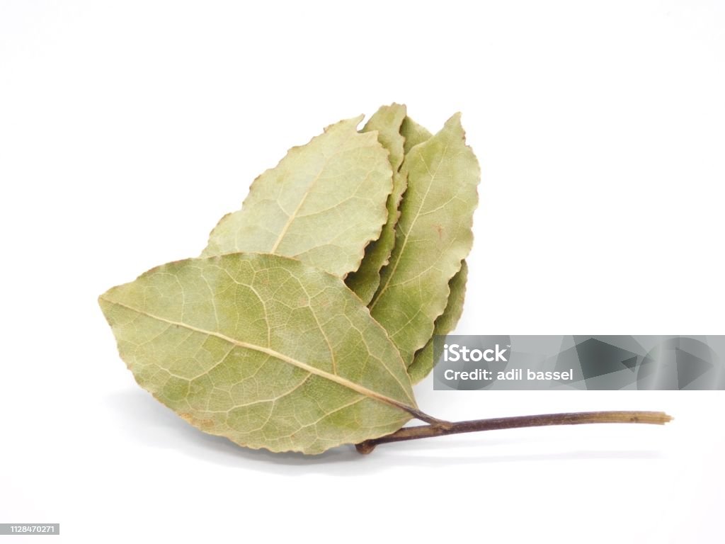 Laurus nobilis Aromatherapist Stock Photo