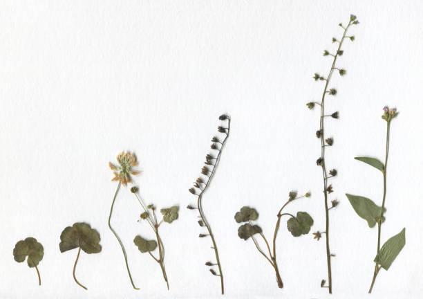 istock Scan Flower and Grass Herbarium. Paper texture. 1128471219