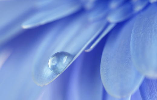 Flower with water drop. Blue tones. Soft focus. Made with macro-lens.