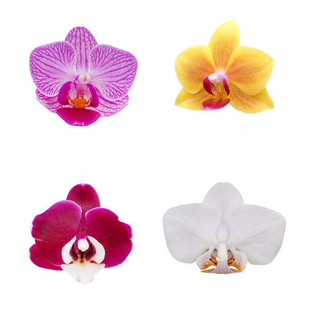 istock set of orchid flower isolated on white background 1128472353