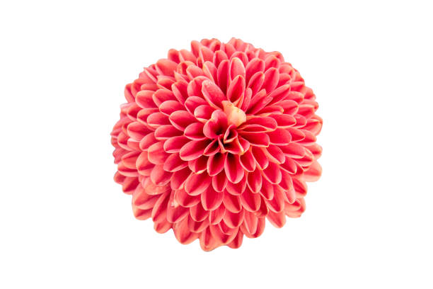 istock red chrysanthemum flower isolated on white background -  clipping paths 1128472988