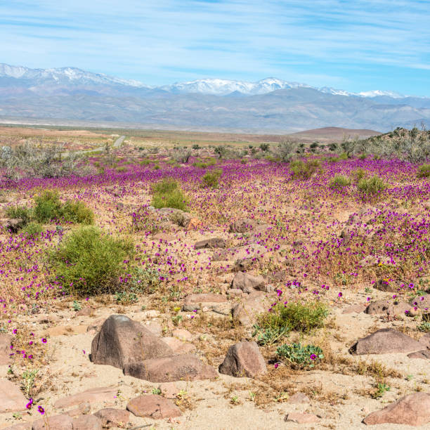 Flowering desert (Spanish: desierto florido) in the Chilean Atacama. The event is related to the El Nino phenomenon
